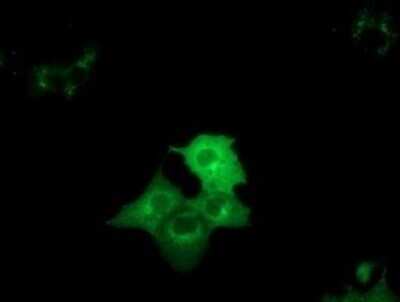 Immunocytochemistry/Immunofluorescence: DYNC1LI1 Antibody (OTI2E8) - Azide and BSA Free [NBP2-71904] - Analysis of COS7 cells transiently transfected by pCMV6-ENTRY DYNC1LI1.