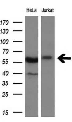 Western Blot: DYNC1LI1 Antibody (OTI2E8) - Azide and BSA Free [NBP2-71904] - Analysis of extracts (10ug) from HeLa and Jurkat cell lines.