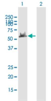 Western Blot: DYNC1LI2 Antibody [H00001783-B01P] - Analysis of DYNC1LI2 expression in transfected 293T cell line by DYNC1LI2 polyclonal antibody.  Lane 1: DYNC1LI2 transfected lysate(54.12 KDa). Lane 2: Non-transfected lysate.