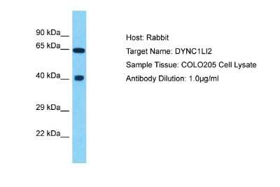 Western Blot: DYNC1LI2 Antibody [NBP2-87317] - Host: Rabbit. Target Name: DYNC1LI2. Sample Type: COLO205 Whole Cell lysates. Antibody Dilution: 1.0ug/ml