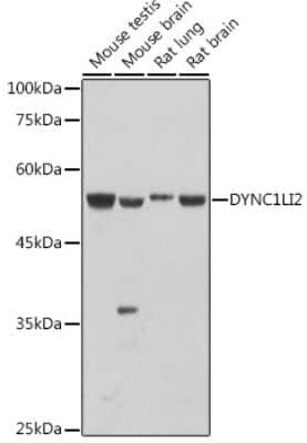 Western Blot: DYNC1LI2 Antibody [NBP3-16056] - Western blot analysis of extracts of various cell lines, using DYNC1LI2 antibody (NBP3-16056) at 1:1000 dilution. Secondary antibody: HRP Goat Anti-Rabbit IgG (H+L) at 1:10000 dilution. Lysates/proteins: 25ug per lane. Blocking buffer: 3% nonfat dry milk in TBST. Detection: ECL Basic Kit. Exposure time: 30s.