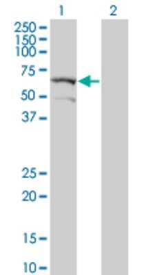 Western Blot: DYRK2 Antibody (2F9) [H00008445-M04] - Analysis of DYRK2 expression in transfected 293T cell line by DYRK2 monoclonal antibody (M04), clone 2F9. Lane 1: DYRK2 transfected lysatE (59.72 KDa). Lane 2: Non-transfected lysate.