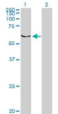 Western Blot: DYRK2 Antibody (3G5) [H00008445-M01] - Analysis of DYRK2 expression in transfected 293T cell line by DYRK2 monoclonal antibody (M01), clone 3G5.Lane 1: DYRK2 transfected lysate(59.7 KDa).Lane 2: Non-transfected lysate.