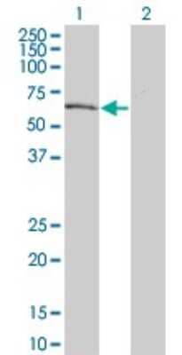 Western Blot: DYRK2 Antibody (6E2) [H00008445-M02] - Analysis of DYRK2 expression in transfected 293T cell line by DYRK2 monoclonal antibody (M02), clone 6E2.Lane 1: DYRK2 transfected lysate(59.72 KDa).Lane 2: Non-transfected lysate.