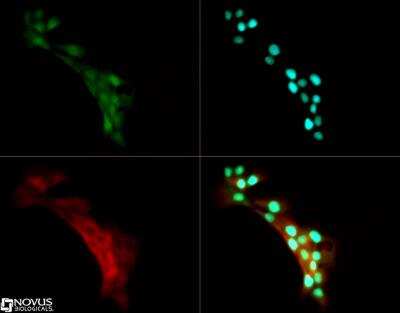 Immunocytochemistry/Immunofluorescence: DYRK2 Antibody [NB110-94452] - DYRK2 antibody was tested in A431 cells with DyLight 488 (green). Nuclei and alpha-tubulin were counterstained with DAPI (blue) and Dylight 550 (red).