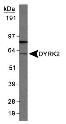 Western Blot: DYRK2 Antibody [NB110-94452] - Detection of DYRK2 in 293 whole cell lysates using NB110-94452.