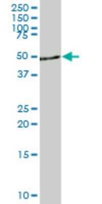 Western Blot DYRK4 Antibody (3B9)