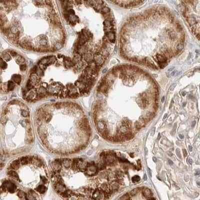 Immunohistochemistry-Paraffin: DYRK4 Antibody [NBP1-89511] - Staining of human kidney.