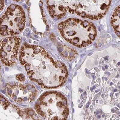 Immunohistochemistry-Paraffin: DYRK4 Antibody [NBP2-38781] - Staining of human kidney.