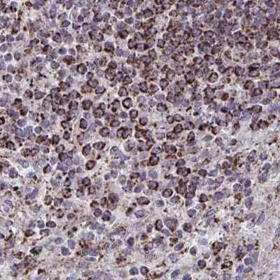 Immunohistochemistry-Paraffin: DYRK4 Antibody [NBP2-38781] - Staining of human spleen.