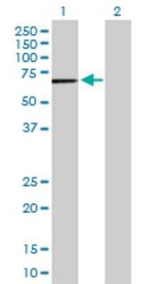 Western Blot: DYRK4 Antibody [H00008798-D01P] - Analysis of DYRK4 expression in transfected 293T cell line by DYRK4 polyclonal antibody.Lane 1: DYRK4 transfected lysate(59.60 KDa).Lane 2: Non-transfected lysate.