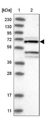 Western Blot: DYRK4 Antibody [NBP1-89511] - Lane 1: Marker  [kDa] 230, 130, 95, 72, 56, 36, 28, 17, 11.  Lane 2: Human cell line RT-171