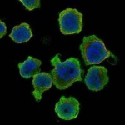 Immunocytochemistry/ Immunofluorescence DYSFIP1 Antibody - BSA Free