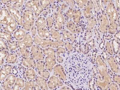 Immunohistochemistry-Paraffin: DZIP1 Antibody [NBP2-97402] - Immunochemical staining of human DZIP1 in human kidney with rabbit polyclonal antibody at 1:100 dilution, formalin-fixed paraffin embedded sections.