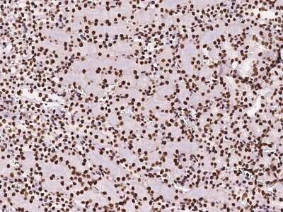 Immunohistochemistry-Paraffin: DZIP1 Antibody [NBP2-99579] - Immunochemical staining of mouse DZIP1 in mouse kidney with rabbit polyclonal antibody at 1:1000 dilution, formalin-fixed paraffin embedded sections.