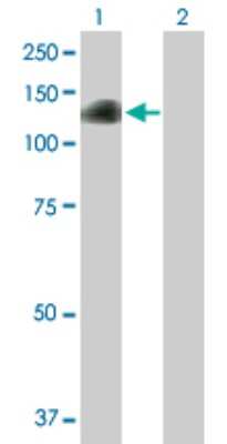 Western Blot: DZIP1 Antibody [H00022873-B01P] - Analysis of DZIP1 expression in transfected 293T cell line by DZIP1 polyclonal antibody.  Lane 1: DZIP1 transfected lysate(95.37 KDa). Lane 2: Non-transfected lysate.