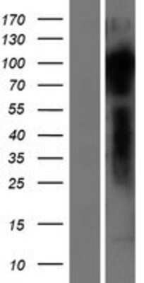 Western Blot: Dact2 Overexpression Lysate (Adult Normal) [NBP2-04461] Left-Empty vector transfected control cell lysate (HEK293 cell lysate); Right -Over-expression Lysate for Dact2.