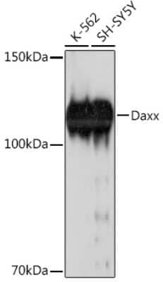 Western Blot: Daxx Antibody (5B3X4) [NBP3-15846] - Western blot analysis of extracts of various cell lines, using Daxx Rabbit mAb (NBP3-15846) at 1:1000 dilution. Secondary antibody: HRP Goat Anti-Rabbit IgG (H+L) at 1:10000 dilution. Lysates/proteins: 25ug per lane. Blocking buffer: 3% nonfat dry milk in TBST. Detection: ECL Basic Kit. Exposure time: 180s.