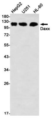 Western Blot: Daxx Antibody (S07-7F4) [NBP3-19855] - Western blot detection of Daxx in HepG2, U251, HL-60 using NBP3-19855 (1:1000 diluted)