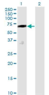 Western Blot: Dcp1a Antibody (2D12) [H00055802-M01] - Analysis of DCP1A expression in transfected 293T cell line by DCP1A monoclonal antibody (M01), clone 2D12.Lane 1: DCP1A transfected lysate(63.3 KDa).Lane 2: Non-transfected lysate.