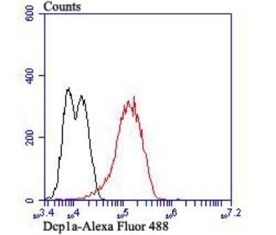 Flow Cytometry: Dcp1a Antibody (JB51-34) [NBP2-75463] - Analysis of LOVO cells with Dcp1a antibody at 1/100 dilution (red) compared with an unlabelled control (cells without incubation with primary antibody; black). Alexa Fluor 488-conjugated goat anti-rabbit IgG was used as the secondary antibody.