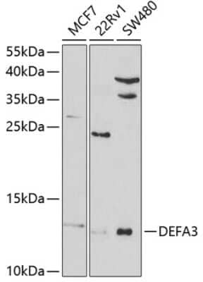 Western Blot: Defensin alpha 3 Antibody [NBP2-92456] - Analysis of extracts of various cell lines, using Defensin alpha 3 at 1:1000 dilution.Secondary antibody: HRP Goat Anti-Rabbit IgG (H+L) at 1:10000 dilution.Lysates/proteins: 25ug per lane.Blocking buffer: 3% nonfat dry milk in TBST.