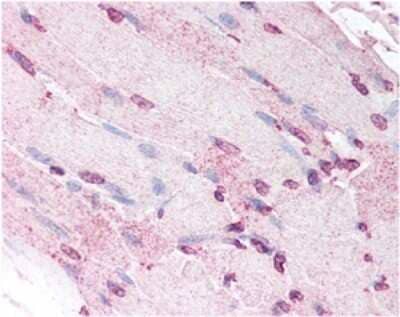 Immunohistochemistry: Defensin alpha 5 Antibody (8C8) - Azide and BSA Free [NBP2-80693] - Human skeletal muscle myocytes showing moderate nuclear and faint cytoplasmic staining. Image from the standard format of this antibody.