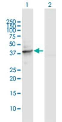 Western Blot: Delta 1 Tubulin Antibody [H00051174-D01P] - Analysis of TUBD1 expression in transfected 293T cell line by TUBD1 polyclonal antibody.Lane 1: TUBD1 transfected lysate(44.70 KDa).Lane 2: Non-transfected lysate.