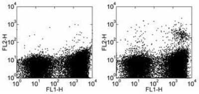 Flow Cytometry: Dendritic Cell Marker Antibody (33D1) [PE] [NBP2-00153] - Staining of BALB/c splenocytes with Anti-Mouse MHC Class II (I-A/I-E) FITC and 0.125 ug of Rat IgG2b kappa Isotype Control PE (left) or 0.125 ug of Anti-Mouse Dendritic Cell Marker (33D1) PE (right). Total viable cells were used for analysis.