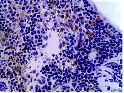 Immunohistochemistry-Paraffin: Dendritic Cell Marker Antibody (AP-MAB0801) [NB110-85474] - Formalin fixed and paraffin embedded mouse spleen tissue section was subjected to IHC staining of mouse DCs using NB110-85474 (x 20).