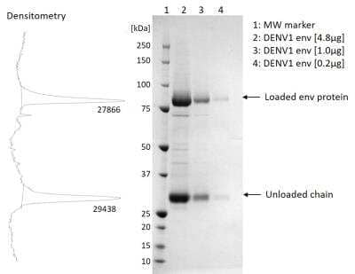 SDS-Page: Dengue Virus 1 Envelope Recombinant Protein Antigen [NBP3-14822] - SDS-PAGE showing purified recombinant envelope protein.