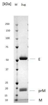 SDS-Page: Dengue Virus 2 VLP Recombinant Protein Antigen [NBP3-14813] - Non-reducing SDS-PAGE gel showing purified Dengue virus serotype 2 virus-like particles; envelope protein at approx. 55kDa, prM protein running at approx. 18kDa and M protein at approx. 10kDa.