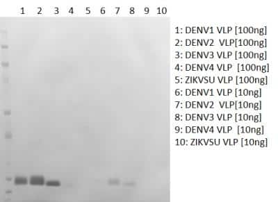Western Blot: Dengue Virus 2 premembrane (prM) Envelope Antibody (CC5.A9.E10) [NBP3-14844] - Western Blotting of Dengue Virus-Like Particles with Dengue Virus 2 premembrane (prM) Envelope antibody. The antibody binds strongly to DENV serotypes 1-3 in WB, and weakly to DENV4. No reactivity is seen to Zika VLP.