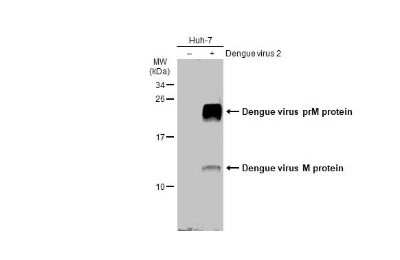 Western Blot Dengue Virus 2 premembrane (prM) Envelope Antibody - BSA Free