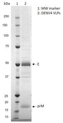 SDS-Page: Dengue Virus 4 VLP Recombinant Protein Antigen [NBP3-14810] - Non-reducing SDS-PAGE gel showing purified Dengue virus serotype 4 virus-like particles; envelope protein (E) at approx. 55kDa, and prM protein running at approx. 17-18kDa.