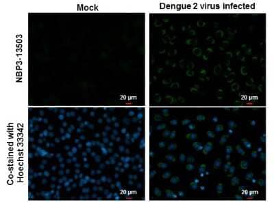 Immunocytochemistry/ Immunofluorescence Dengue Virus NS1 protein Antibody (GT4212) - Azide and BSA Free