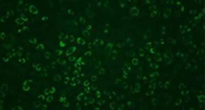 Immunocytochemistry/ Immunofluorescence Dengue Virus NS1 protein Antibody (GT4212) - Azide and BSA Free