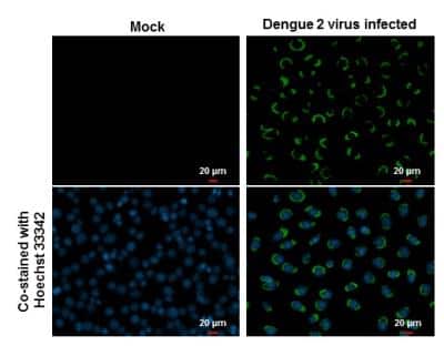 Immunocytochemistry/ Immunofluorescence Dengue Virus NS1 protein Antibody - BSA Free