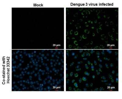 Immunocytochemistry/ Immunofluorescence Dengue Virus NS1 protein Antibody - BSA Free