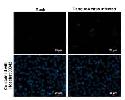 Immunocytochemistry/ Immunofluorescence Dengue Virus NS1 protein Antibody - BSA Free