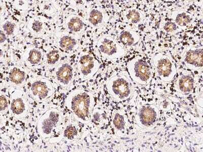 Immunohistochemistry-Paraffin: Derlin 1 Antibody [NBP2-97369] - Immunochemical staining of human Derlin 1 in human brain with rabbit polyclonal antibody at 1:100 dilution, formalin-fixed paraffin embedded sections.