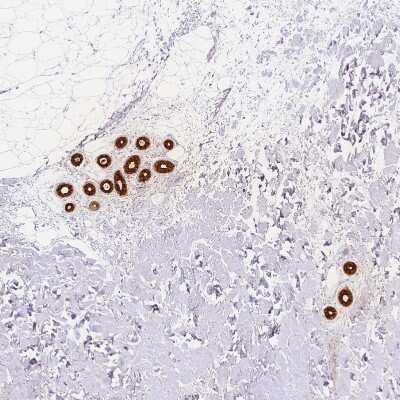 Immunohistochemistry-Paraffin: Dermcidin Antibody [NBP2-56558] - Staining of human skin shows strong membranous and cytoplasmic positivity in sweat duct cells and secretory cells.