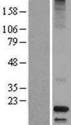 Western Blot: Dermcidin Overexpression Lysate (Adult Normal) [NBL1-09738] - Left - Empty vector transfected control cell lysate (HEK293 cell lysate); Right - Over-expression Lysate for Dermcidin.