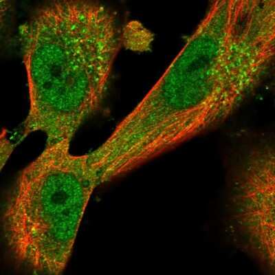 Immunocytochemistry/ Immunofluorescence Dermokine beta Antibody