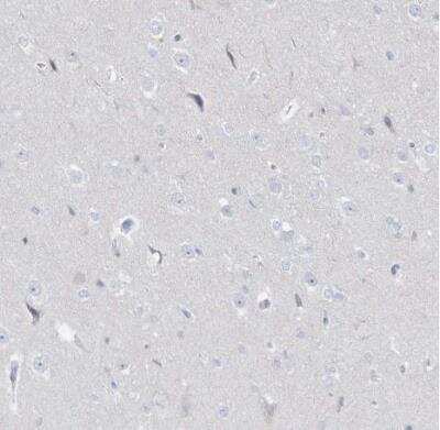 Immunohistochemistry-Paraffin: Dermokine beta Antibody [NBP1-86840] - Staining of human cerebral cortex shows no positivity in neurons as expected.