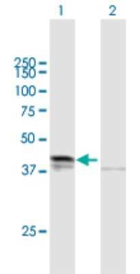 Western Blot: Desert Hedgehog/Dhh Antibody [H00050846-B01P] - Analysis of DHH expression in transfected 293T cell line by DHH polyclonal antibody.  Lane 1: DHH transfected lysate(43.56 KDa). Lane 2: Non-transfected lysate.