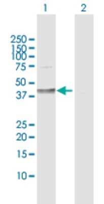 Western Blot: Desert Hedgehog/Dhh Antibody [H00050846-D01P] - Analysis of DHH expression in transfected 293T cell line by DHH polyclonal antibody.Lane 1: DHH transfected lysate(43.60 KDa).Lane 2: Non-transfected lysate.