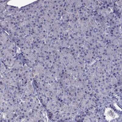 Immunohistochemistry-Paraffin: Desmocollin-1 Antibody [NBP2-62695] - Staining of human Pancreas shows no positivity in exocrine glandular cells as expected.