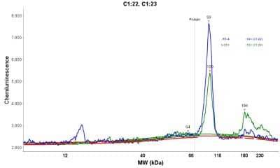 Simple Western: Desmocollin-1 Antibody [NBP1-88099] - Electropherogram image(s) of corresponding Simple Western lane view. Desmocollin-1 antibody was used at 1:60 dilution on RT-4 and U-251MG lysate(s).