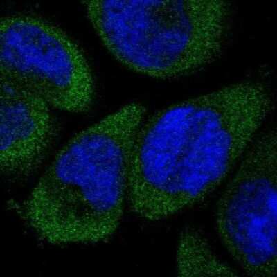 <b>Genetic Strategies Validation. </b>Immunocytochemistry/Immunofluorescence: Dfna5 Antibody [NBP1-87689] - Staining of human cell line A-431 shows localization to cytosol. Antibody staining is shown in green.